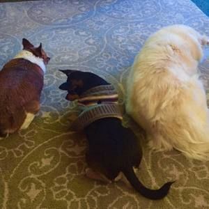 Meet your Posher, Rita